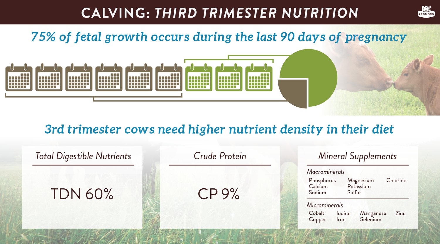 pregnant-cow-nutrition-the-last-trimester